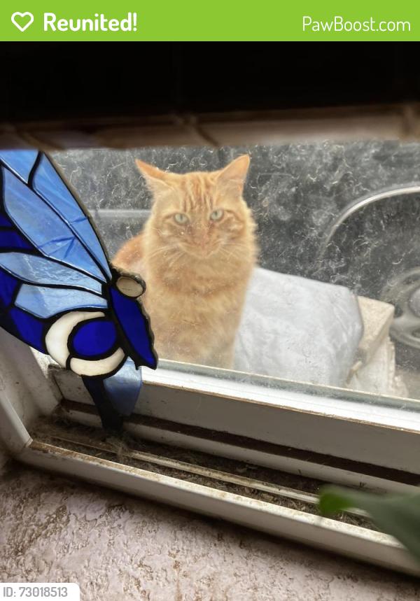 Reunited Male Cat last seen Casitas springs behind the market, Ventura, CA 93001
