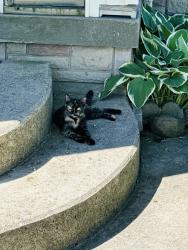 Lost Female Cat last seen Oakville hosp , Oakville, ON 