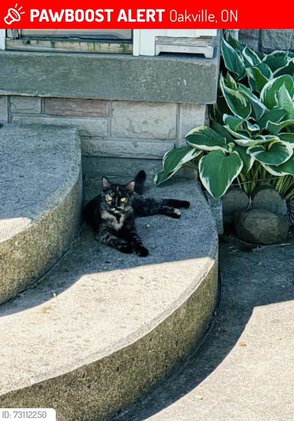 Lost Female Cat last seen Oakville hosp , Oakville, ON 