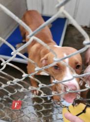 Shelter Stray Female Dog last seen Jim Hill Rd and Five Mile, Mason County,, 1965 Fairground Rd, Point Pleasant, WV 25550, USA
