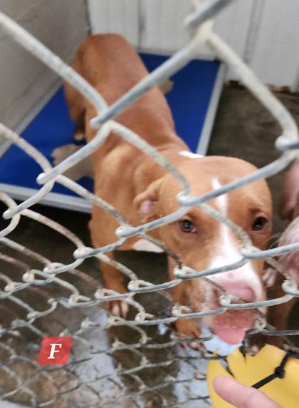 Shelter Stray Female Dog last seen Jim Hill Rd and Five Mile, Mason County,, 1965 Fairground Rd, Point Pleasant, WV 25550, USA