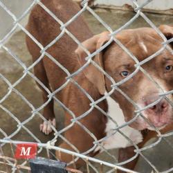 Shelter Stray Male Dog last seen Jim Hill Rd and Five Mile, Mason County,, 1965 Fairground Rd, Point Pleasant, WV 25550, USA