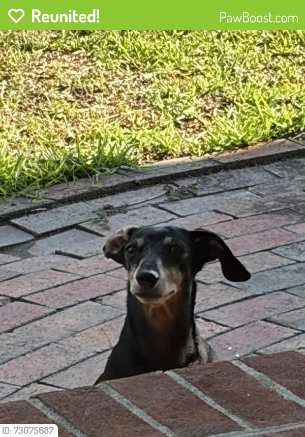 Reunited Unknown Dog last seen Wendover subdivision, Fayetteville, NC 28306