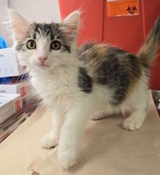 Shelter Stray Female Cat last seen N Cedar Ave & E Princeton Ave, Fresno Zone Fresno CO 2 93703, CA, 1510 W Dan Ronquillo Dr, Fresno, CA 93706, USA