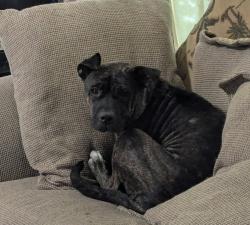 Reunited Female Dog last seen Oakforest dr and Shawn lane, Milton, FL 32583