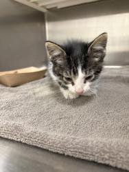 Shelter Stray Male Cat last seen Near blk robinson, District 3 - East Cleburne, TX, 2375 Service Dr, Cleburne, TX 76033, USA