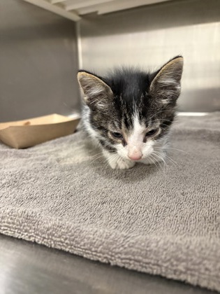 Shelter Stray Male Cat last seen Near blk robinson, District 3 - East Cleburne, TX, 2375 Service Dr, Cleburne, TX 76033, USA