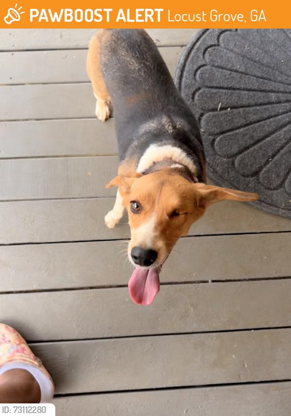 Found/Stray Unknown Dog last seen Peeksville rd, Locust Grove, GA 30248