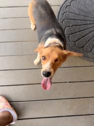 Found/Stray Unknown Dog last seen Peeksville rd, Locust Grove, GA 30248