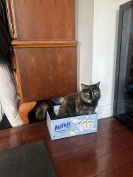 Lost Female Cat last seen Apple creek and rodick road, Markham, ON L3R 4G5