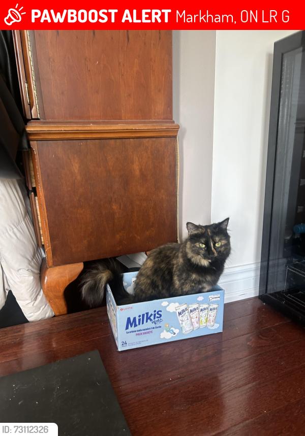 Lost Female Cat last seen Apple creek and rodick road, Markham, ON L3R 4G5