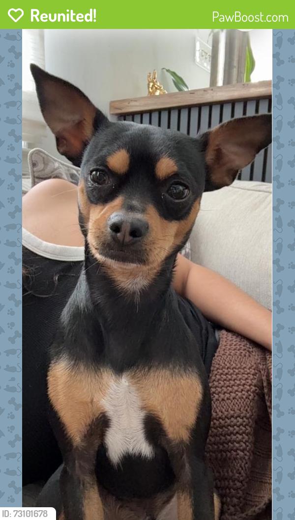 Reunited Male Dog last seen Cedar, Bellmawr, NJ 08031