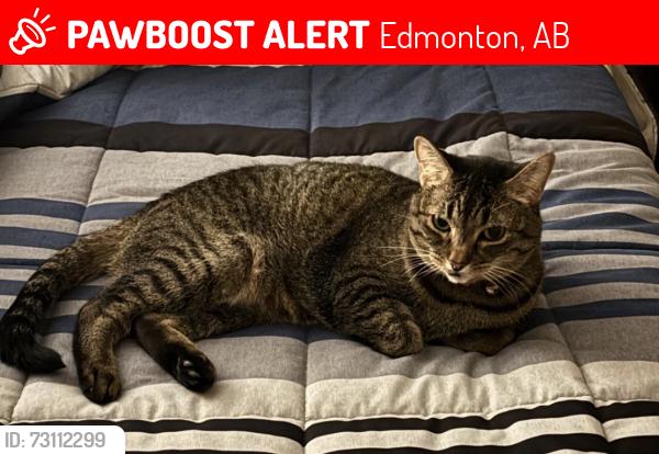 Lost Female Cat last seen Latta Crescent NW, Edmonton, AB 