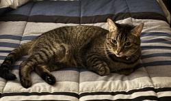 Lost Female Cat last seen Latta Crescent NW, Edmonton, AB 
