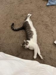 Lost Male Cat last seen Tapestry apmts, Orlando, FL 32824