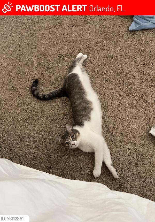 Lost Male Cat last seen Tapestry apmts, Orlando, FL 32824