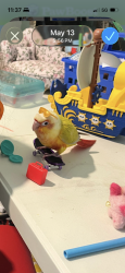 Lost Male Bird last seen Shoemaker and Fidel, Norwalk, CA 90650