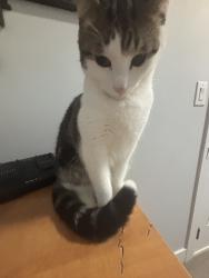 Reunited Male Cat last seen West haven public school, 7-11, places with trees and bushes, Leduc, AB T9E 1B6