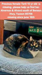 Lost Female Cat last seen Near s nantac rim Dr, Tucson, AZ 85706