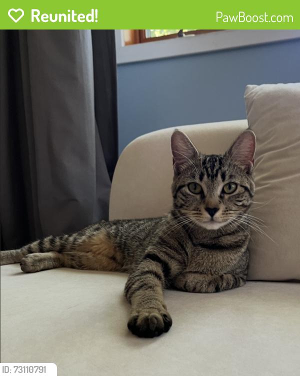 Reunited Female Cat last seen Dartmouth Rd, Old Line Dr, Columbia, MD 21045