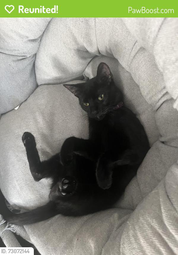 Reunited Female Cat last seen Near Erie Ave, Quakertown, PA 18951