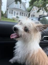 Reunited Female Dog last seen Payne Ave, Saint Paul, MN 55130, Saint Paul, MN 55106