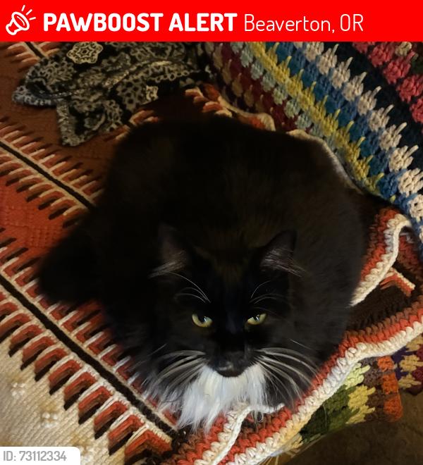 Lost Female Cat last seen Sw hart x sorrento, Beaverton, OR 97007