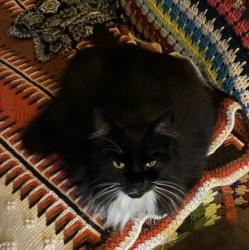 Lost Female Cat last seen Sw hart x sorrento, Beaverton, OR 97007