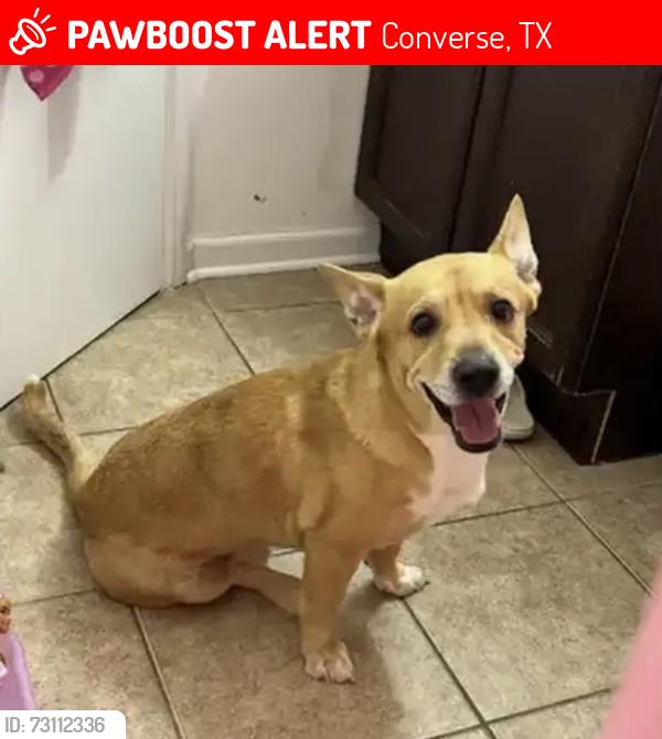 Lost Male Dog last seen Heron flts in converse, Converse, TX 78109
