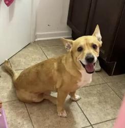 Lost Male Dog last seen Heron flts in converse, Converse, TX 78109