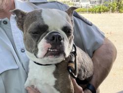 Reunited Female Dog last seen Kingsway and Joyce, Vancouver, BC V5R 4H6