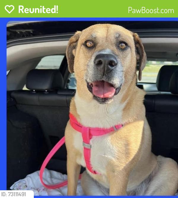 Reunited Female Dog last seen Holy name of Jesus catholic church, Fort Worth, TX 76105