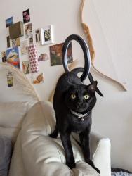 Reunited Male Cat last seen 46th and adeline, Emeryville, CA 94608