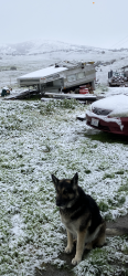 Lost Male Dog last seen State Hwy 140 mile marker 5.5 into Mariposa county, Catheys Valley, CA 95306