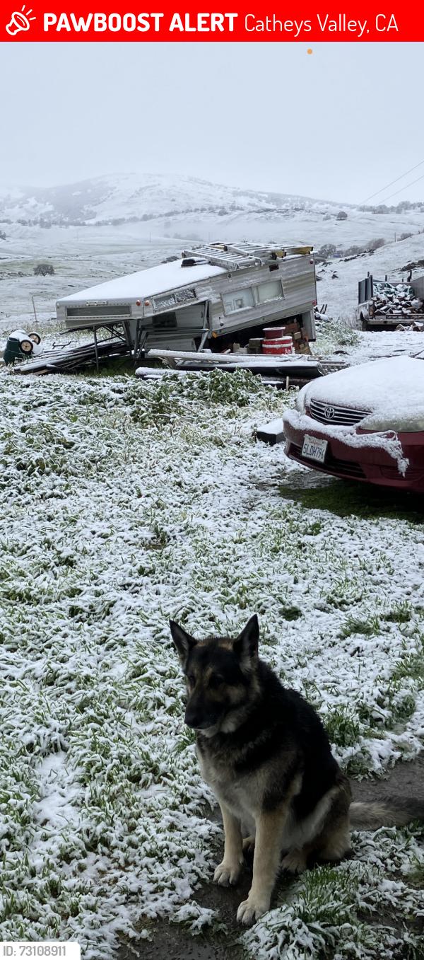 Lost Male Dog last seen State Hwy 140 mile marker 5.5 into Mariposa county, Catheys Valley, CA 95306