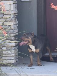 Found/Stray Male Dog last seen Frankfort, Lubbock, TX 79424