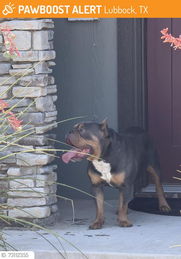 Found/Stray Male Dog last seen Frankfort, Lubbock, TX 79424