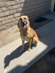 Reunited Female Dog last seen Near E Gladstone St, Azusa, CA 91702, USA, Azusa, CA 91702