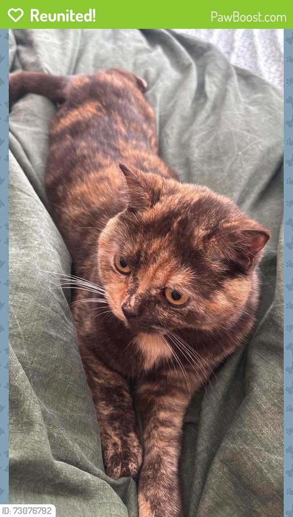Reunited Female Cat last seen Comber Greenway, Belfast, Northern Ireland BT5 7HP