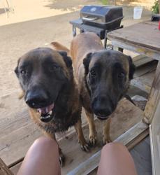 Lost Female Dog last seen Lenwood, Barstow, CA 92311