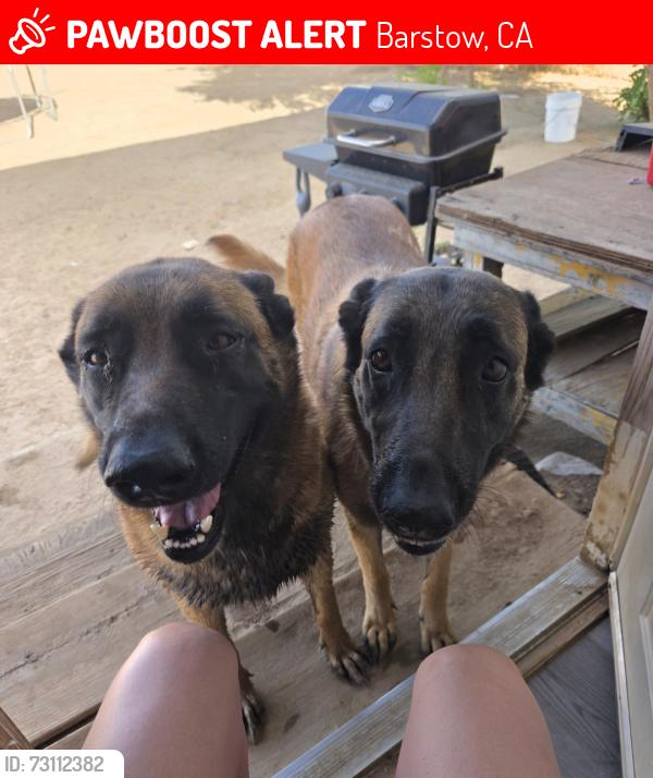 Lost Female Dog last seen Lenwood, Barstow, CA 92311
