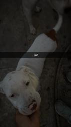 Reunited Male Dog last seen Nw 5th ct, Fort Lauderdale, FL 33312