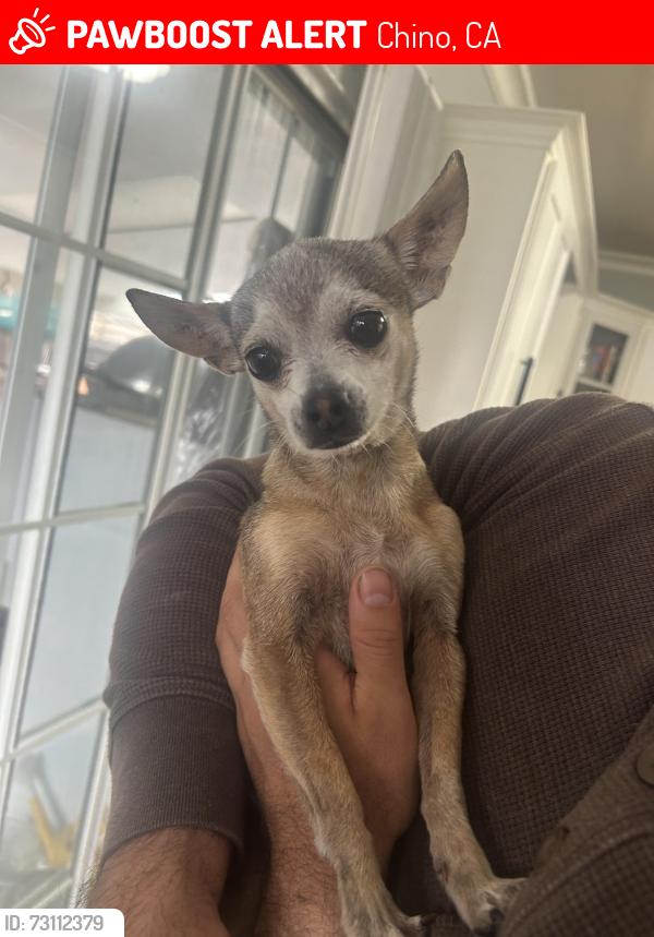 Lost Female Dog last seen Riverside and benson, Chino, CA 91710