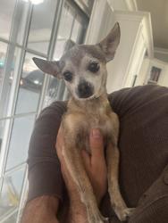 Lost Female Dog last seen Riverside and benson, Chino, CA 91710