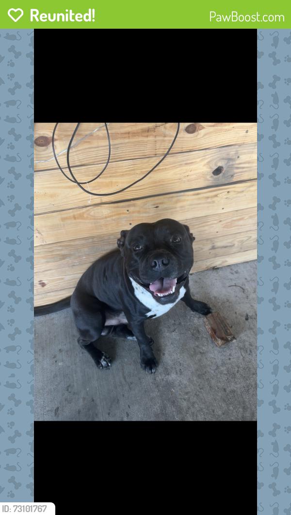 Reunited Male Dog last seen g holmes braddock highschool, Miami, FL 33185