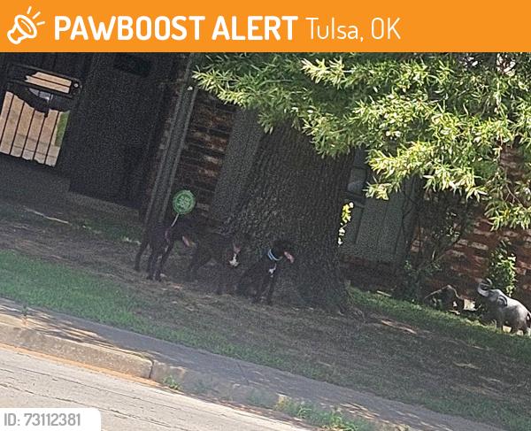 Found/Stray Unknown Dog last seen Southwest Boulevard, Tulsa, OK 74132