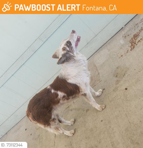 Found/Stray Unknown Dog last seen Sierra & Slover, Fontana, CA 92337