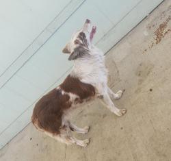 Found/Stray Unknown Dog last seen Sierra & Slover, Fontana, CA 92337