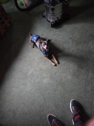 Lost Male Dog last seen 52nd and Jordan, Allendale, MI 49401