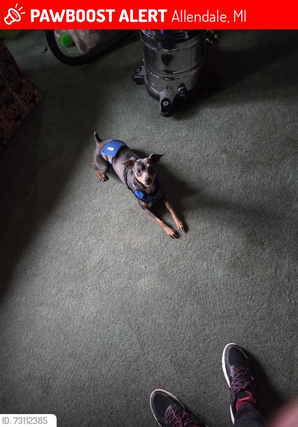 Lost Male Dog last seen 52nd and Jordan, Allendale, MI 49401